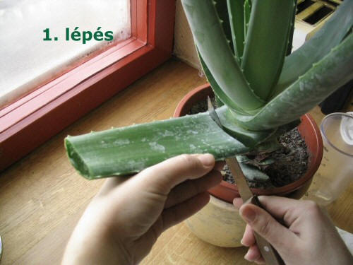 aloe vera plant