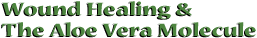 Wound Healing And The Aloe Vera Molecule