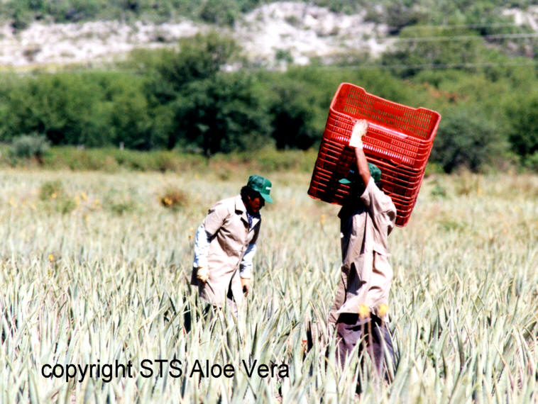 ecolife aloevera veld en aloe vera oogst