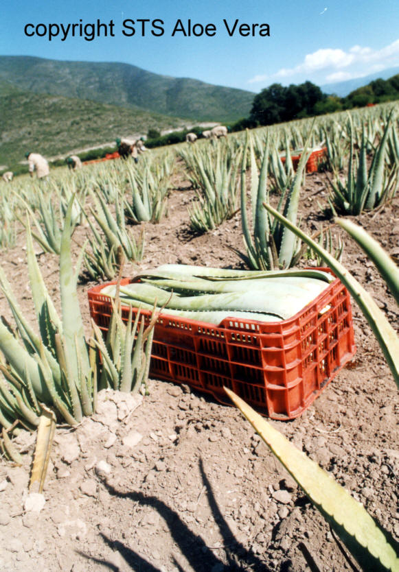 volwassen aloe vera planten voor Ecolife aloë producten.
