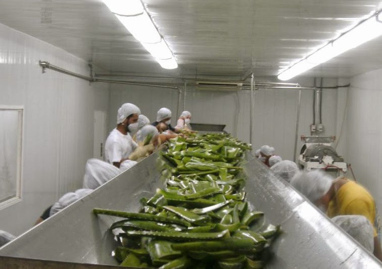 ecolife aloevera, met de hand verwerkt. Puur en krachtig.
