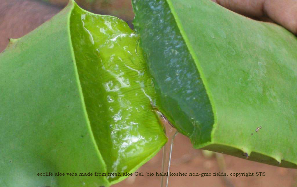 aloe vera gelei ecolife pure aloevera