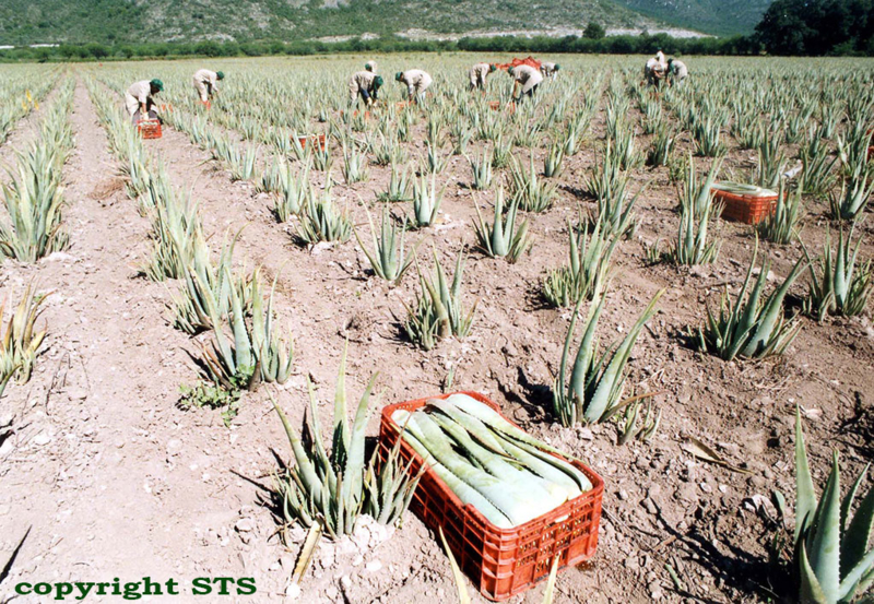 biologische aloë velden Ecolife. pure aloe vera kopen.