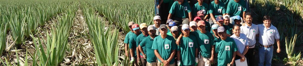 fair trade Ecolife Aloe Vera