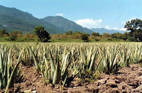 Ecolife Aloe Vera plantage. Vruchtbare vulcanische grond en veel zon!